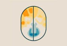 Mapa detallado del cerebro con circuitos asociados a la manía Mapa detallado del cerebro con circuitos asociados a la manía