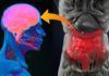 Diabetes: hallazgo en el eje intestino-cerebro Diabetes: hallazgo en el eje intestino-cerebro