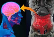 Diabetes: hallazgo en el eje intestino-cerebro Diabetes: hallazgo en el eje intestino-cerebro