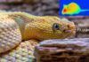 ¿Cómo ven las serpientes en la oscuridad? Descubren cómo las serpientes ven en la oscuridad