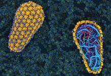 Visión sin precedentes del VIH revela pasos para causar SIDA Desvelan los primeros pasos de la infección por VIH