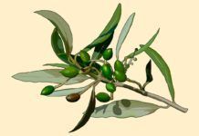 El aceite de acebuchina ayuda a reducir la hipertensión El aceite de acebuchina ayuda a reducir la hipertensión