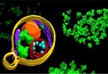 Stanford acoge al más avanzado centro de investigación especializado en crio-ET Stanford acoge al más avanzado centro de investigación especializado en crio-ET