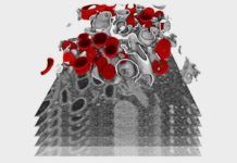 Desvelan en 3D el ciclo de replicación de SARS-CoV-2 Desvelan en 3D el ciclo de replicación de SARS-CoV-2