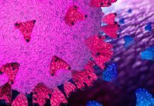 Hallan proteína sintética eficaz contra el coronavirus Hallan proteína sintética eficaz contra el coronavirus