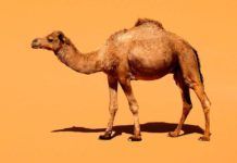 Imitan la piel del camello para mantener frescos los alimentos Imitan la piel del camello para mantener frescos los alimentos
