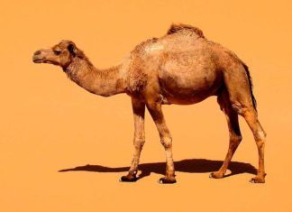 Imitan la piel del camello para mantener frescos los alimentos Imitan la piel del camello para mantener frescos los alimentos