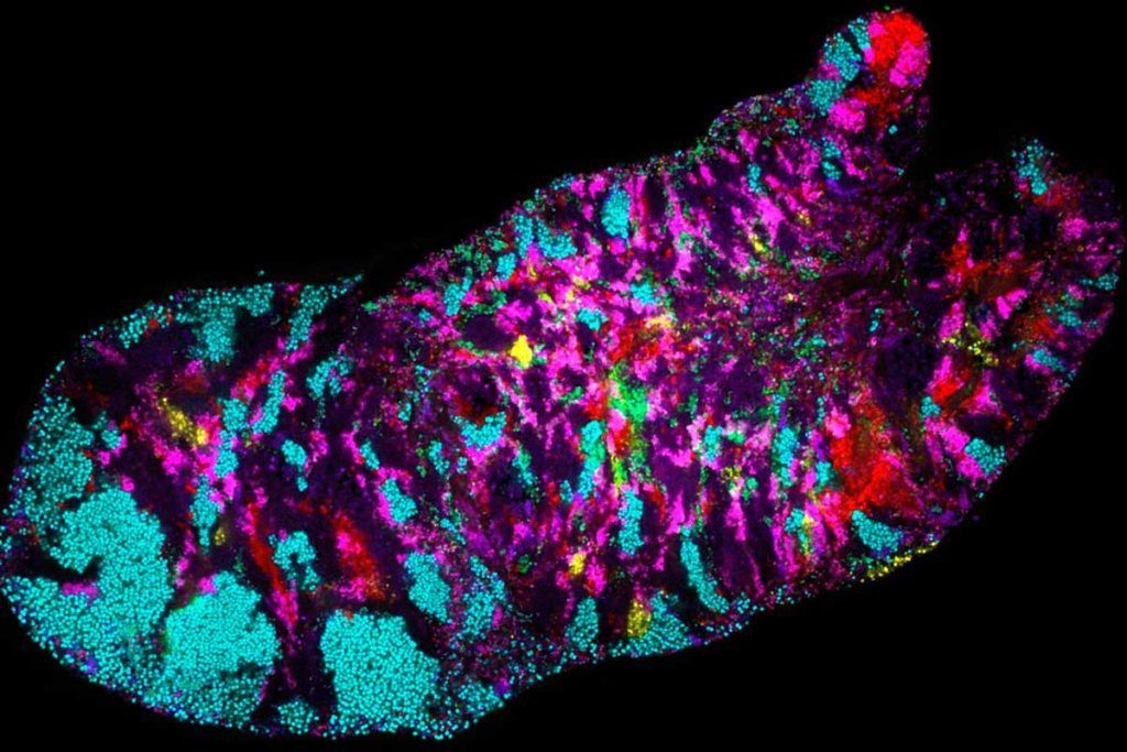 nalizan el genoma de las bacterias de la boca