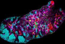 Analizan el genoma de las bacterias de la boca nalizan el genoma de las bacterias de la boca