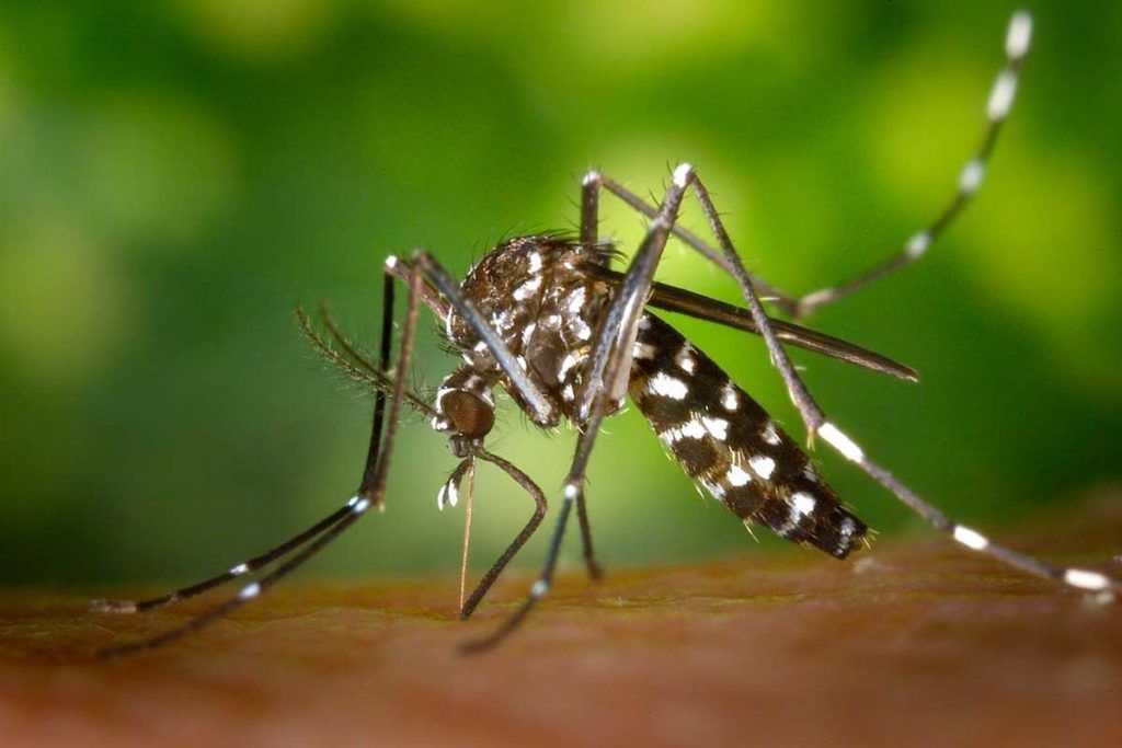 Novedosa herramienta para identificar enfermedades víricas
