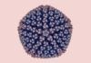El virus de la diarrea abre la puerta a posibles vacunas orales, también contra el coronavirus El virus de la diarrea abre la puerta a posibles vacunas orales contra el coronavirus