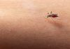 Novedosa prueba para diagnosticar malaria Novedosa prueba para diagnosticar malaria