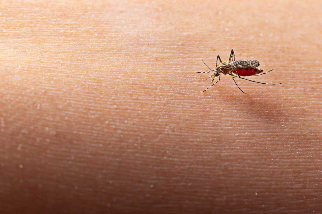 Novedosa prueba para diagnosticar malaria