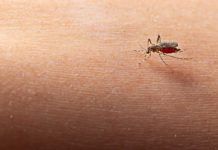 Novedosa prueba para diagnosticar malaria Novedosa prueba para diagnosticar malaria