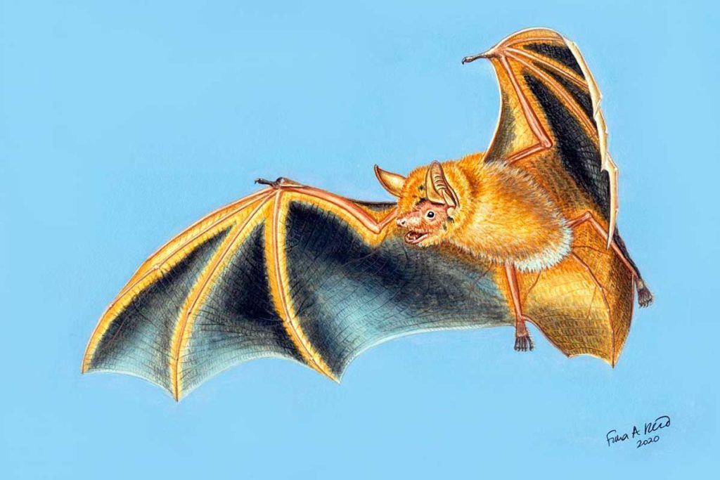 Descubren un espectacular murciélago en África