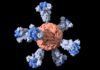 Hacia una novedosa nanovacuna para Covid-19 sin cadena de frío Hacia una novedosa vacuna para Covid-19 sin cadena de frío