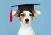 Perros superdotados aprenden palabras tras repetírselas solo cuatro veces Perros superdotados aprenden palabras tras repetírselas solo cuatro veces