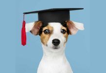 Perros superdotados aprenden palabras tras repetírselas solo cuatro veces Perros superdotados aprenden palabras tras repetírselas solo cuatro veces