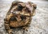 Descubren una molécula en un sapo australiano que mata a las bacterias Descubren una molécula en un sapo australiano que mata a las bacterias