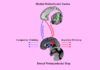 Localizan la adicción al alcohol en la región del cerebro que regula la respuesta al peligro Localizan la adicción al alcohol en la región del cerebro que regula la respuesta al peligro
