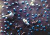 SARS-CoV-2 en 3D con microscopio de iones de helio SARS-CoV-2 en 3D con microscopio de iones de helio