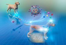 Nueva terapia con células madre en perros Nueva terapia con células madre en perros