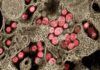 Fauci: Acabar con la pandemia depende de una respuesta global Fauci: Acabar con la pandemia depende de una respuesta global