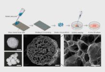 Revierten la osteoartritis en laboratorio con un ingenio de biomaterial en 3D Revierten la osteoartritis en laboratorio con un ingenio de biomaterial en 3D