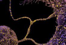 Desvelan cómo los coronavirus SARS generan nuevas copias Desvelan cómo los coronavirus SARS generan nuevas copias