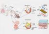 ‘Microchips’ de pulmones humanos para estudiar la respuesta inmune ‘Microchips’ de pulmones humanos para estudiar la respuesta inmune
