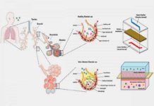 ‘Microchips’ de pulmones humanos para estudiar la respuesta inmune ‘Microchips’ de pulmones humanos para estudiar la respuesta inmune