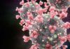 Identifican genes humanos que combaten al SARS-CoV-2 Identifican genes humanos que combaten al SARS-CoV-2