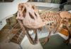 Millones de ‘T.rex’ recorrieron América del Norte en el Cretácico Millones de T.rex recorrieron América del Norte en el Cretácico