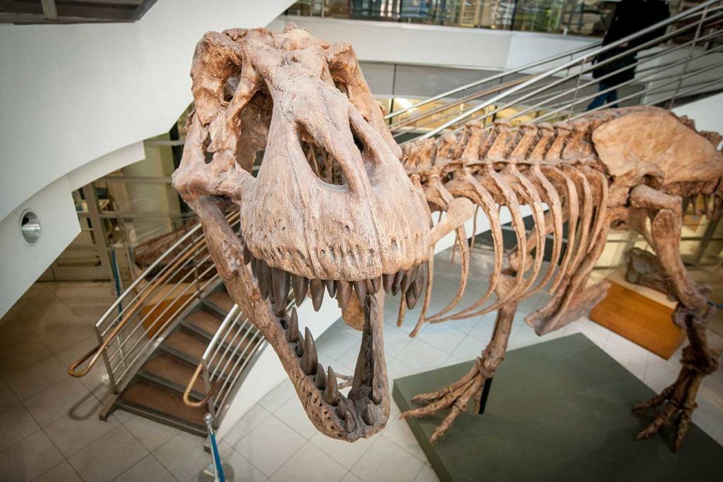 Millones de T.rex recorrieron América del Norte en el Cretácico