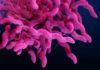 Descubren nueva forma de transmisión de bacterias Descubren nueva forma de transmisión de bacterias