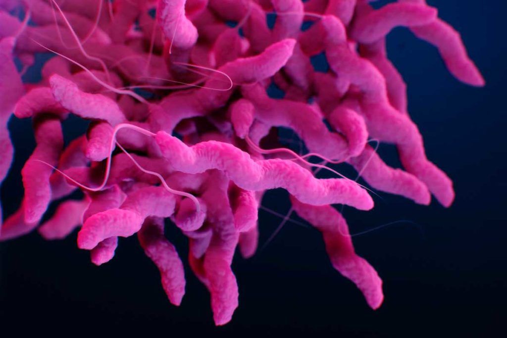 Descubren nueva forma de transmisión de bacterias