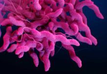 Descubren nueva forma de transmisión de bacterias Descubren nueva forma de transmisión de bacterias