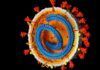Más evidencias de que genes del coronavirus pueden integrarse en el ADN humano Más evidencias de que genes del coronavirus pueden integrarse en el ADN humano