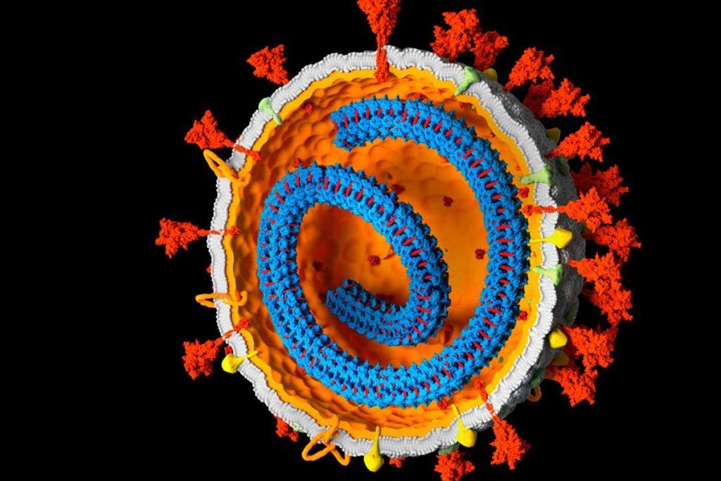 Más evidencias de que genes del coronavirus pueden integrarse en el ADN humano