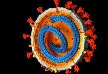 Más evidencias de que genes del coronavirus pueden integrarse en el ADN humano Más evidencias de que genes del coronavirus pueden integrarse en el ADN humano