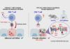Descifran cómo el virus de la hepatitis C evade el sistema inmune Descifran cómo el virus de la hepatitis C evade el sistema inmune