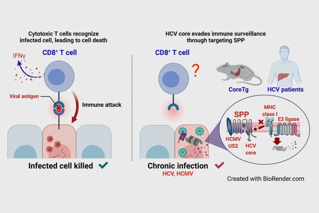 Descifran cómo el virus de la hepatitis C evade el sistema inmune