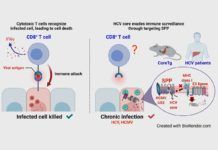 Descifran cómo el virus de la hepatitis C evade el sistema inmune Descifran cómo el virus de la hepatitis C evade el sistema inmune