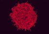 Dr. Álvarez de Mon: Alteración de la barrera intestinal y depresión Dr. Alvarez de Mon: Alteración de la barrera intestinal y depresión