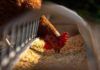 Alerta sobre el virus H5N8 de la gripe aviar Alerta sobre el virus H5N8 de la gripe aviar