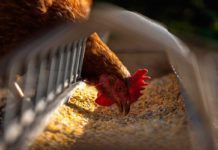 Alerta sobre el virus H5N8 de la gripe aviar Alerta sobre el virus H5N8 de la gripe aviar