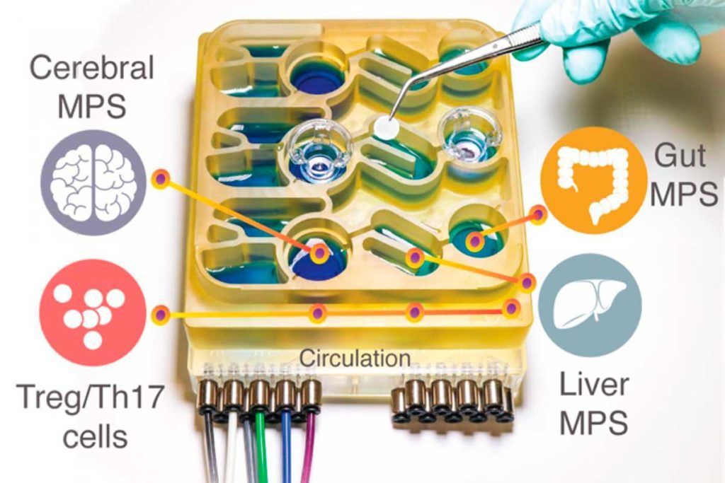‘Chip’ imita la conexión intestino-cerebro