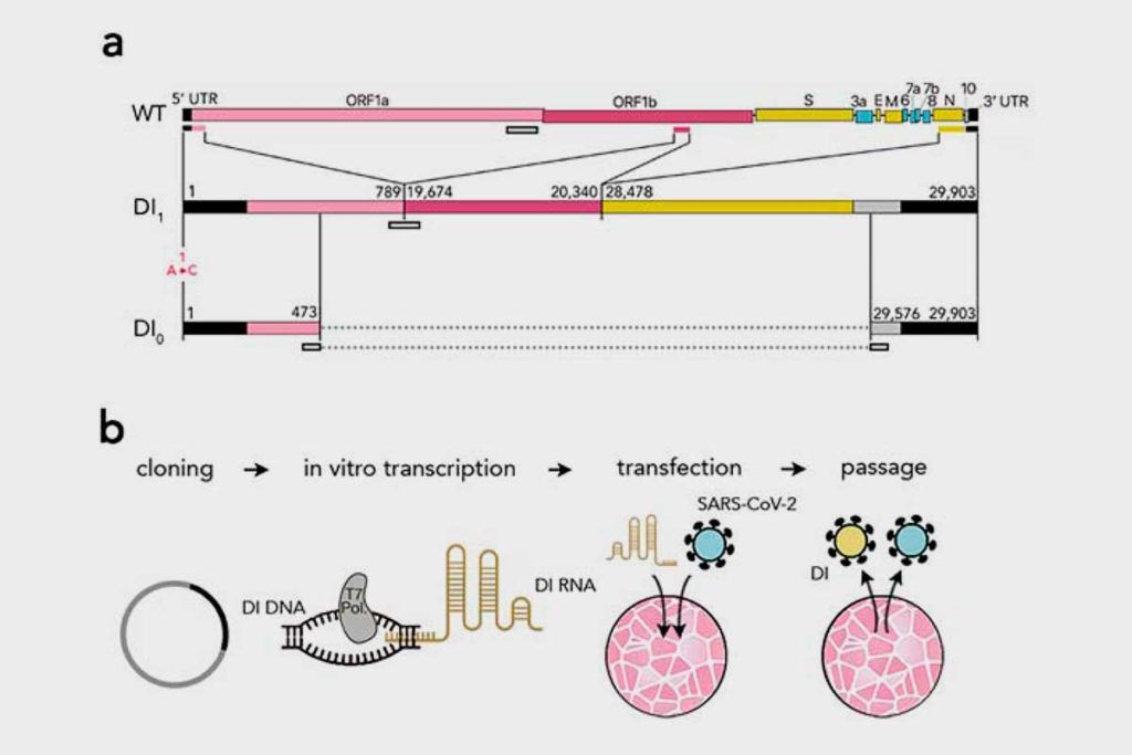 Utilizan un virus sintético igual que el SARS-CoV-2 para acabar con él
