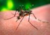 Los ‘puntos calientes’ de la fiebre del dengue en México anticipan los riesgos de zika y chikungunya Los ‘puntos calientes’ de la fiebre del dengue en México anticipan los riesgos de zika y chikungunya