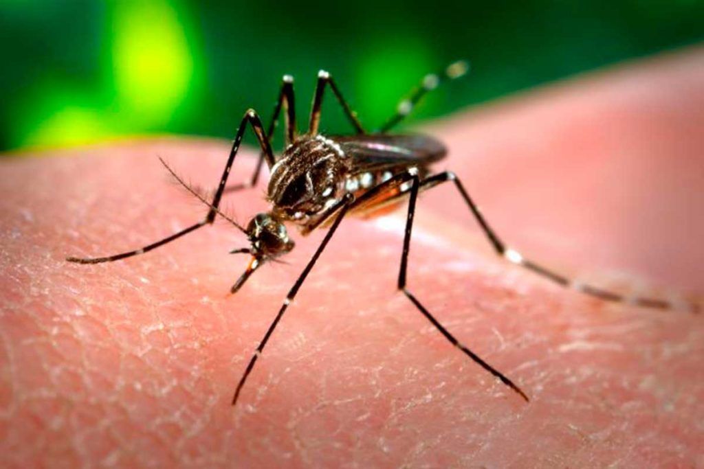 Los ‘puntos calientes’ de la fiebre del dengue en México anticipan los riesgos de zika y chikungunya